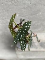 Zdjęcie Begonia Maculata w kategorii rośliny, ujęcie 2