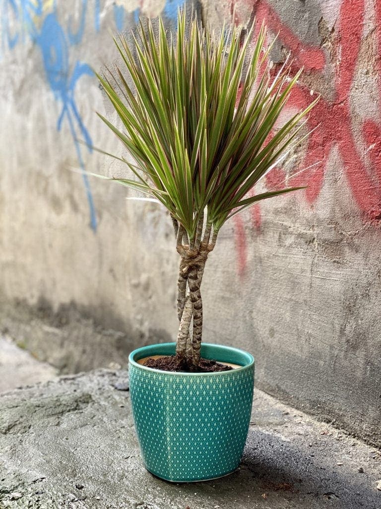 Dracaena marginata Bicolor (Dracena) - Jungle Boogie