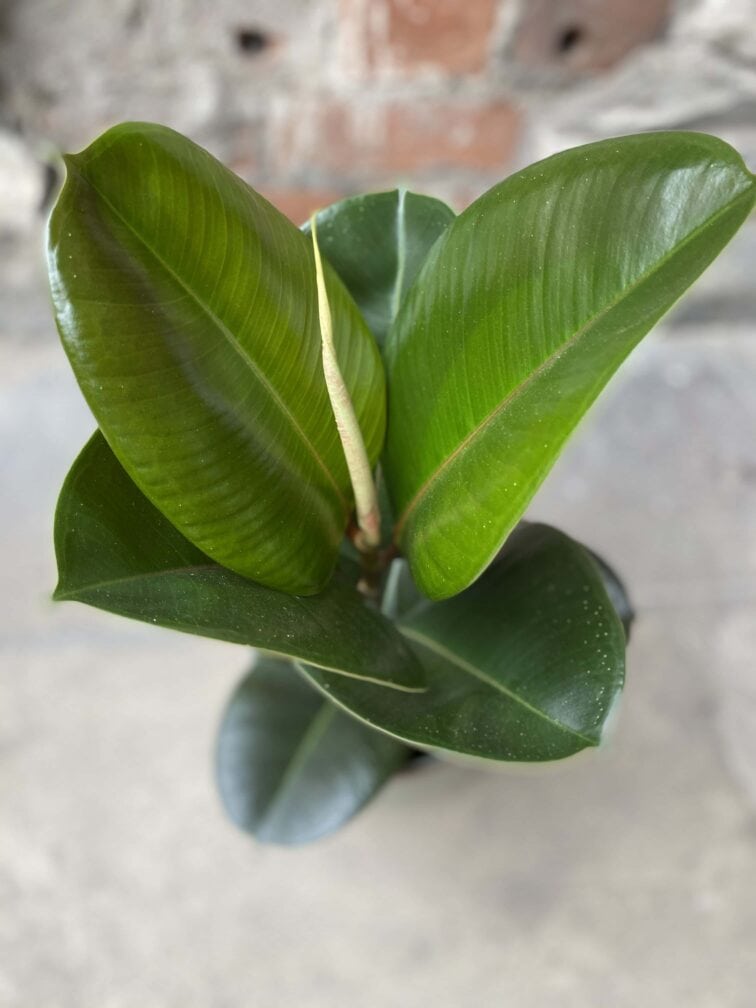 Zdjęcie Ficus elastica Cloe w kategorii rośliny, ujęcie 2