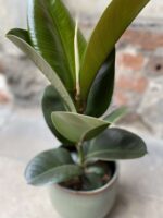 Zdjęcie Ficus elastica Cloe w kategorii rośliny, ujęcie 3
