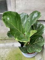 Zdjęcie Ficus Lyrata (Figowiec Lirolistny / Dębolistny) w kategorii rośliny, ujęcie 2
