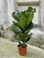 Zdjęcie Ficus Lyrata (Figowiec Lirolistny / Dębolistny) w kategorii rośliny, ujęcie 3