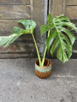 Zdjęcie rośliny Monstera variegata - sadzonka cięta szczytowa, ujęcie 1