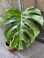 Zdjęcie rośliny Monstera variegata - sadzonka cięta szczytowa, ujęcie 2