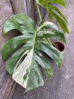 Zdjęcie rośliny Monstera variegata - sadzonka cięta szczytowa, ujęcie 3