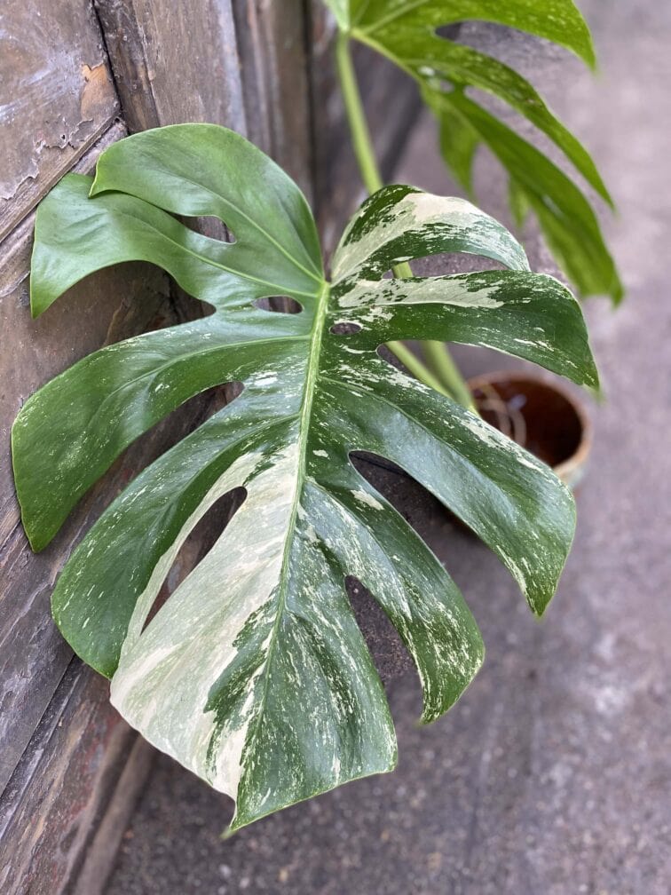 Zdjęcie rośliny Monstera variegata - sadzonka cięta szczytowa, ujęcie 3