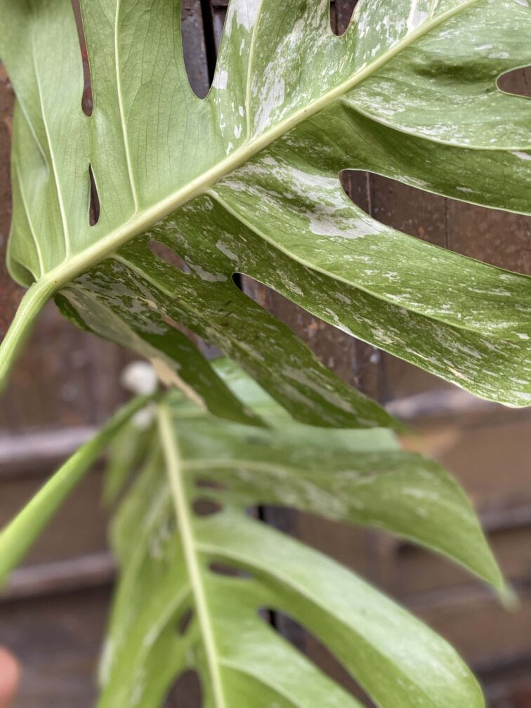Zdjęcie rośliny Monstera variegata - sadzonka cięta szczytowa, ujęcie 4