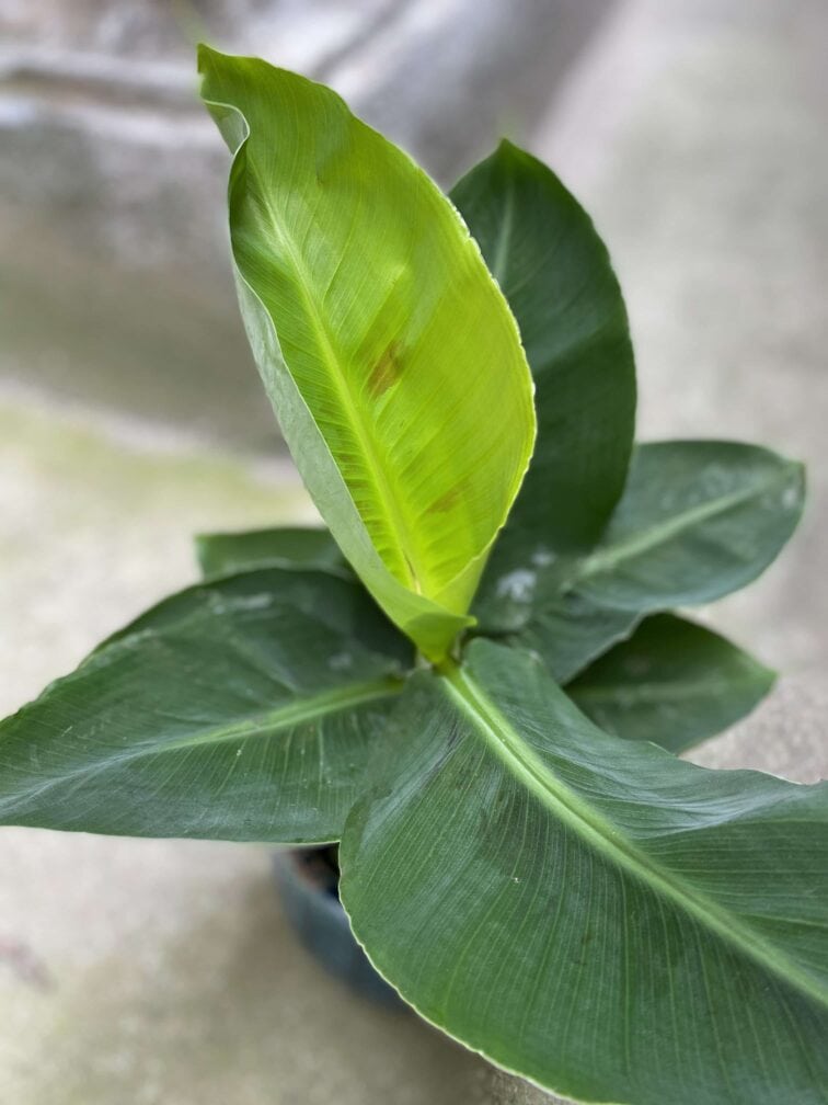 Zdjęcie Musa tropicana w kategorii rośliny, ujęcie 3
