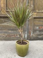 Zdjęcie Osłonka Grass 18x17 cm w kategorii doniczki, ujęcie 1