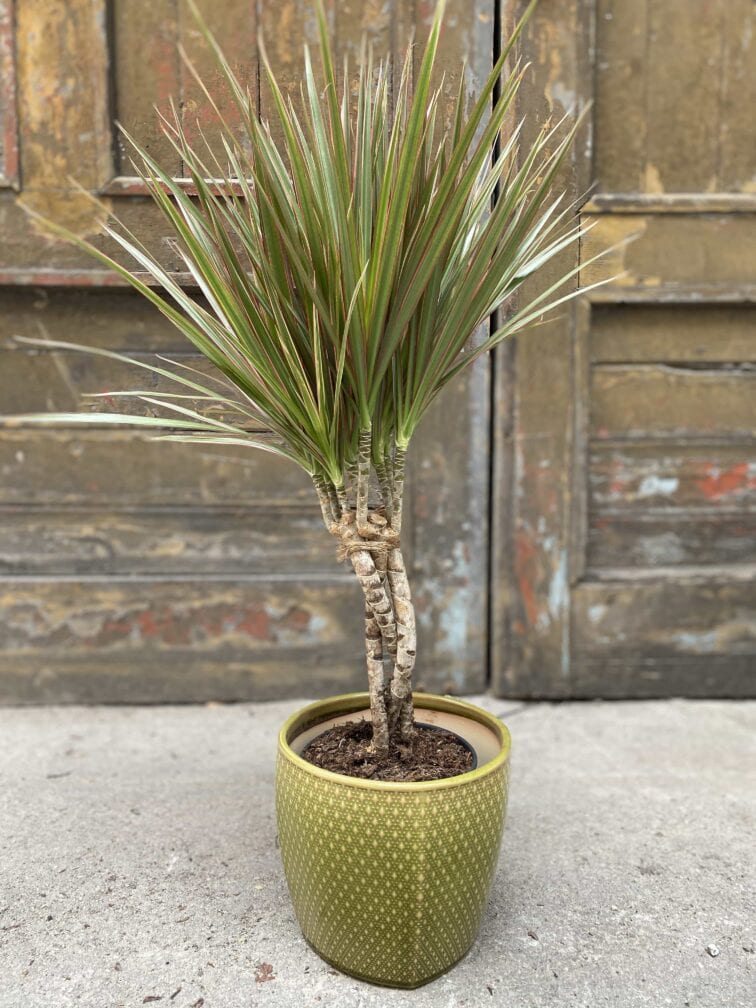 Zdjęcie Osłonka Grass 18x17 cm w kategorii doniczki, ujęcie 1