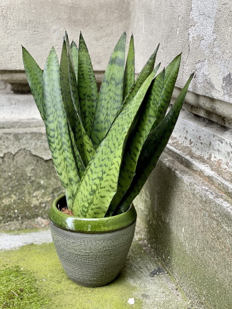 Sansewieria - roślina cieniolubna do domu