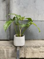 Zdjęcie Osłonka Strusie Jajo 15x15 cm w kategorii doniczki, ujęcie 2