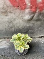 Zdjęcie Peperomia obtipan bicolor w kategorii rośliny, ujęcie 1