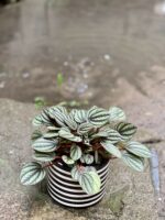 Zdjęcie Peperomia Piccolo Banda w kategorii rośliny, ujęcie 1
