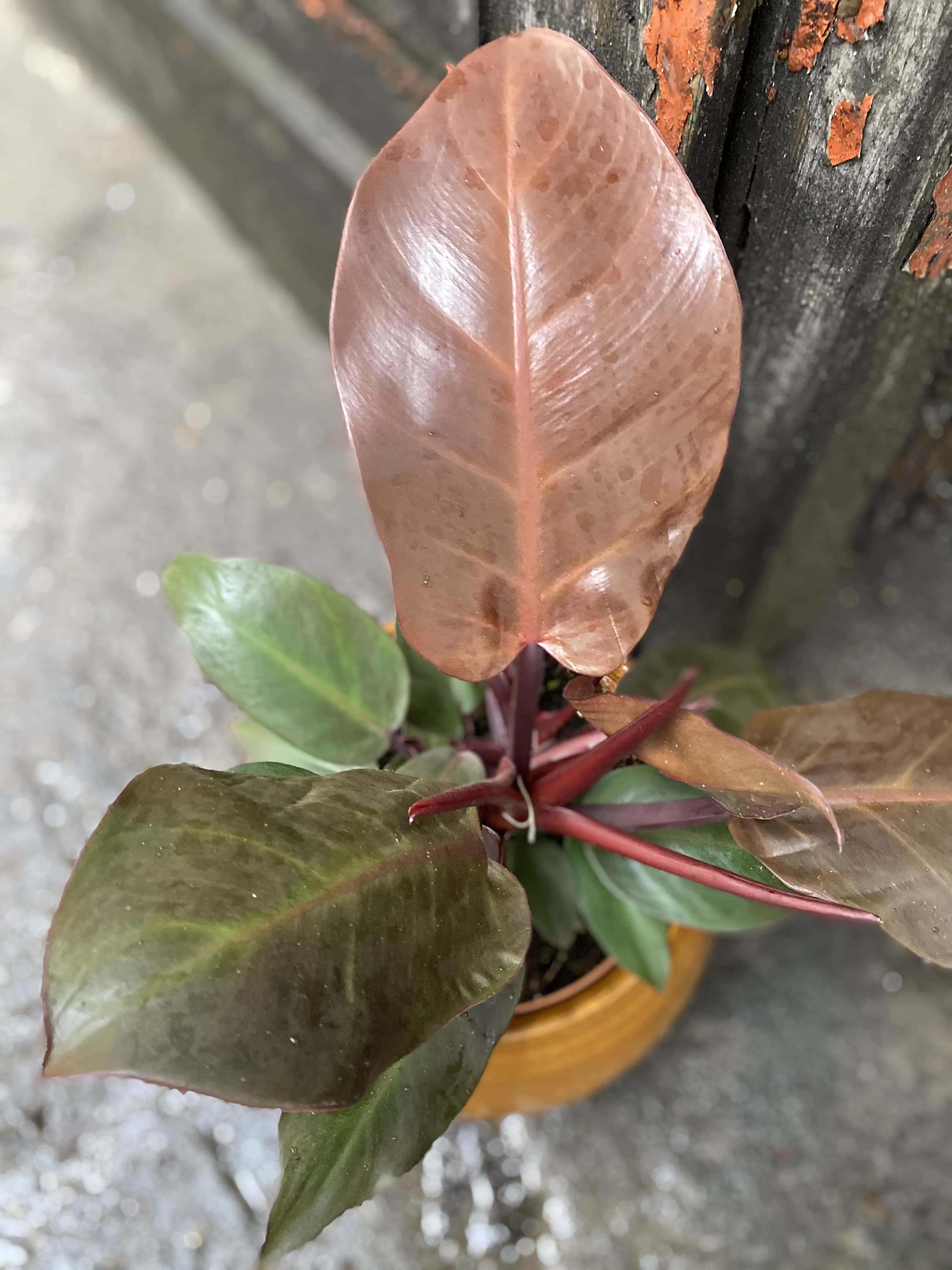 Philodendron Cherry Red - Jungle Boogie