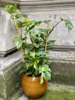 Zdjęcie Rhaphidophora Tetrasperma (Monstera Minima) w kategorii rośliny, ujęcie 1