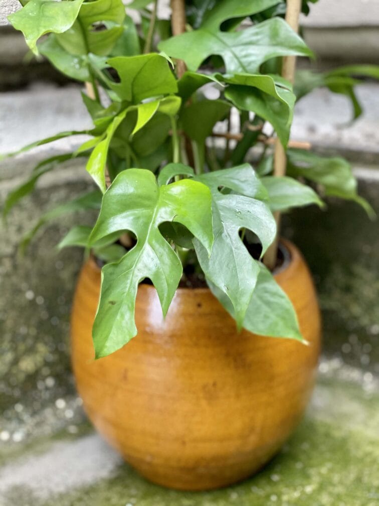 Zdjęcie Rhaphidophora Tetrasperma (Monstera Minima) w kategorii rośliny, ujęcie 2