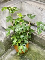 Zdjęcie Rhaphidophora Tetrasperma (Monstera Minima) w kategorii rośliny, ujęcie 3