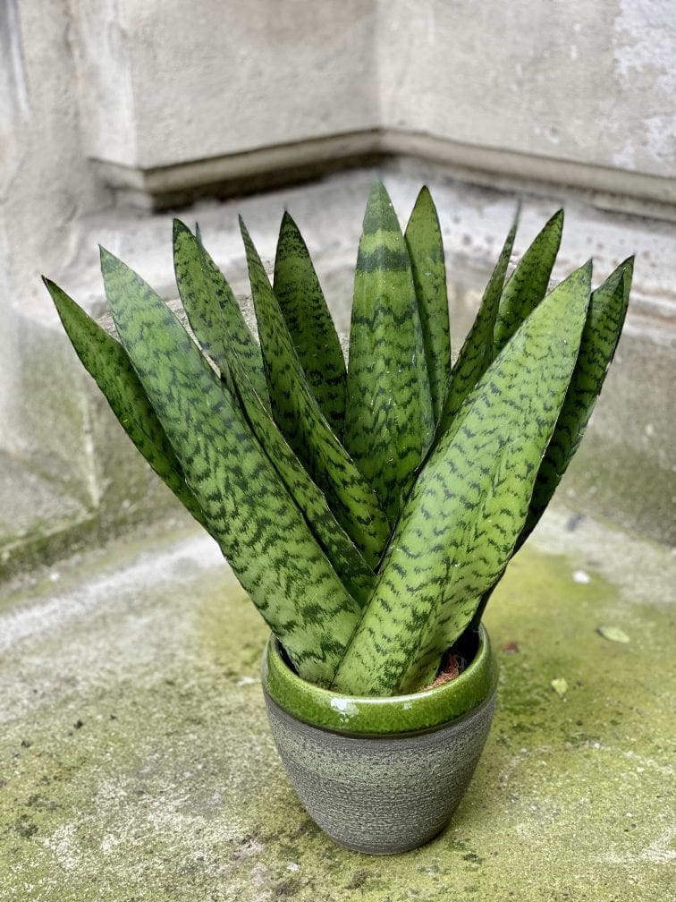 Zdjęcie Sansevieria Zeylanica Fan w kategorii rośliny, ujęcie 1