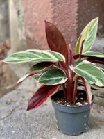 Zdjęcie Stromanthe Triostar w kategorii rośliny, ujęcie 3