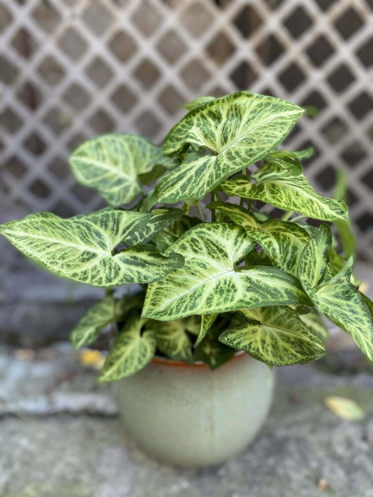 Zdjęcie Syngonium Arrow w kategorii rośliny, ujęcie 1