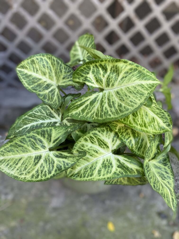 Zdjęcie Syngonium Arrow w kategorii rośliny, ujęcie 2