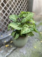 Zdjęcie Syngonium Arrow w kategorii rośliny, ujęcie 3