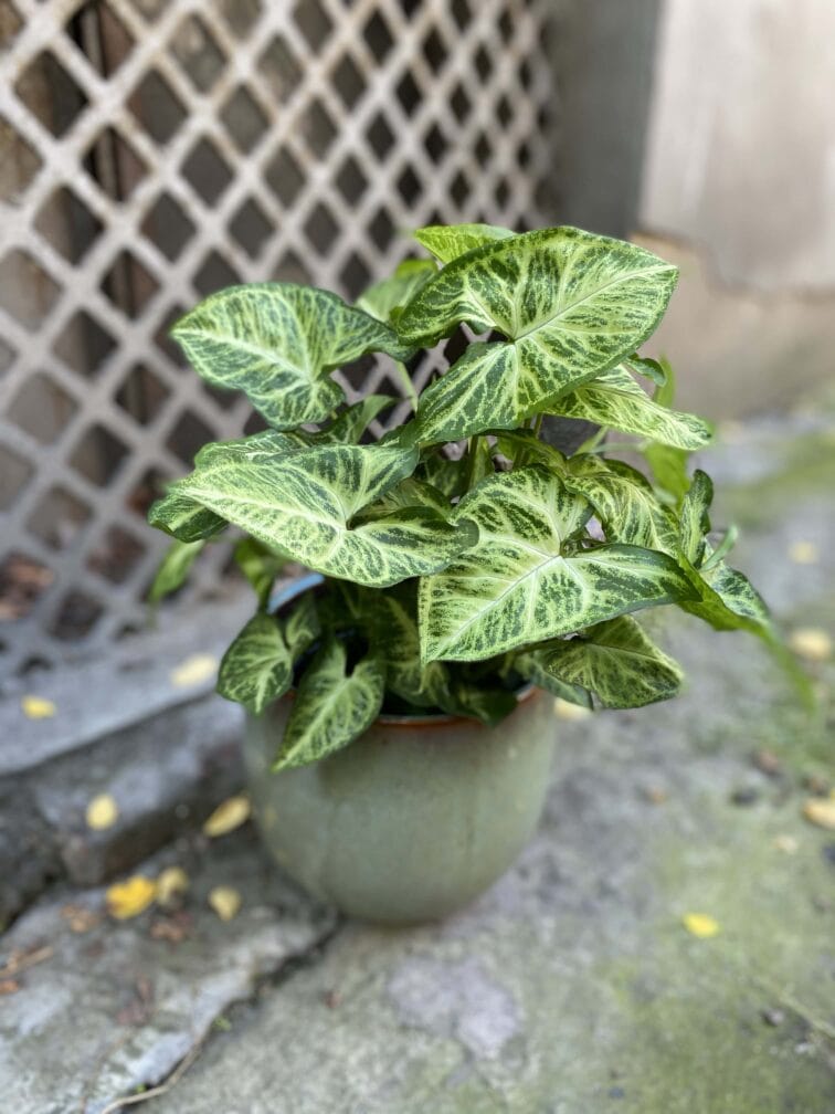 Zdjęcie Syngonium Arrow w kategorii rośliny, ujęcie 3