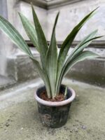 Zdjęcie doniczki lub oslonki: Osłonka Kamień 16x16 cm, ujęcie 2