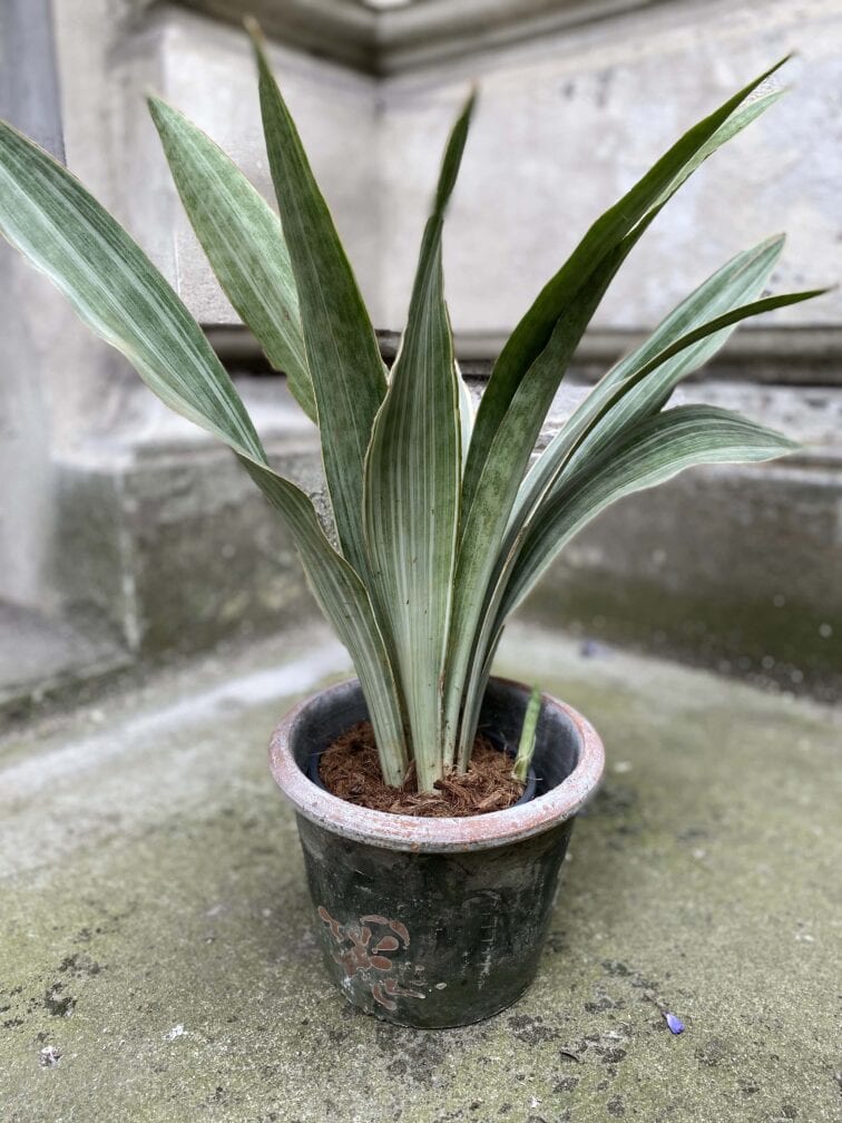 Zdjęcie doniczki lub oslonki: Osłonka Kamień 16x16 cm, ujęcie 2