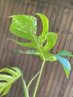 Zdjęcie rośliny Monstera Variegata Sadzonka Szczytowa, ujęcie 6
