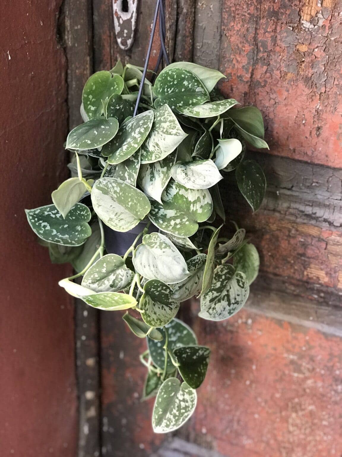 Сциндапсус Сильвер Энн фото 18