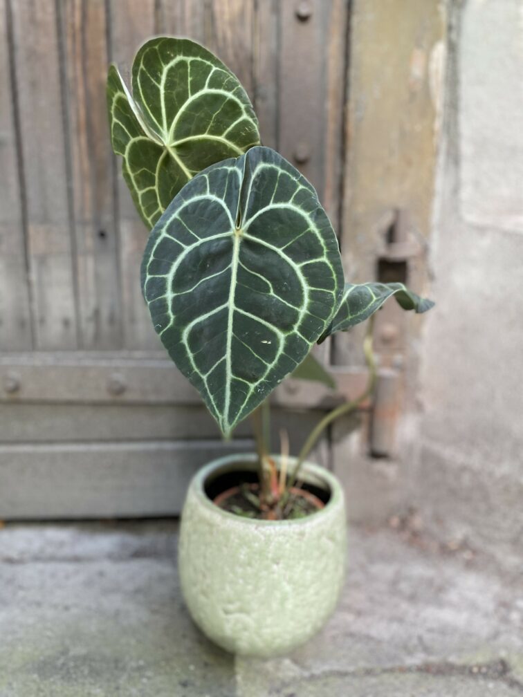 Zdjęcie Osłonka Aligator 12x17 cm w kategorii doniczki, ujęcie 3