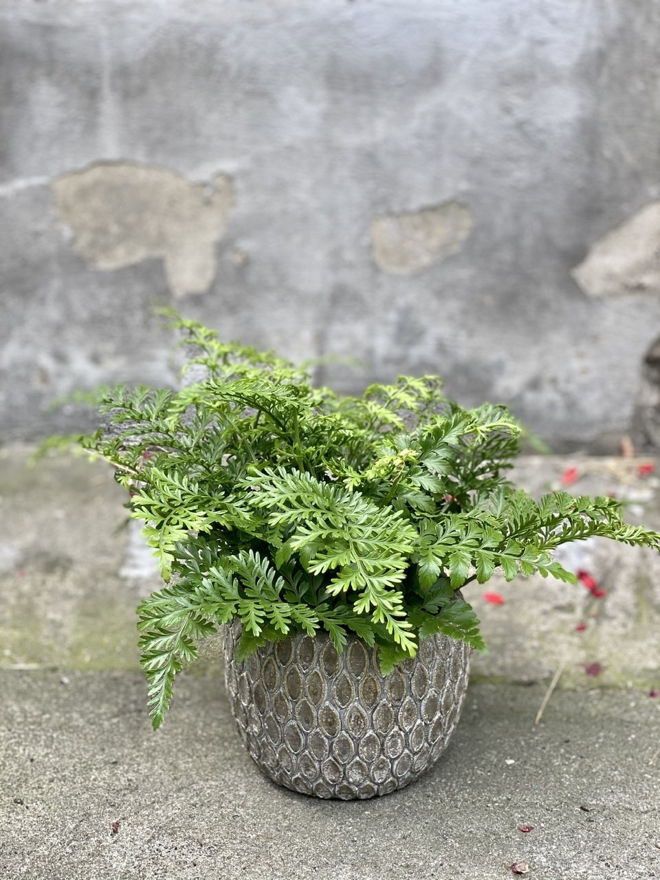 Asplenium Parvati paprotka