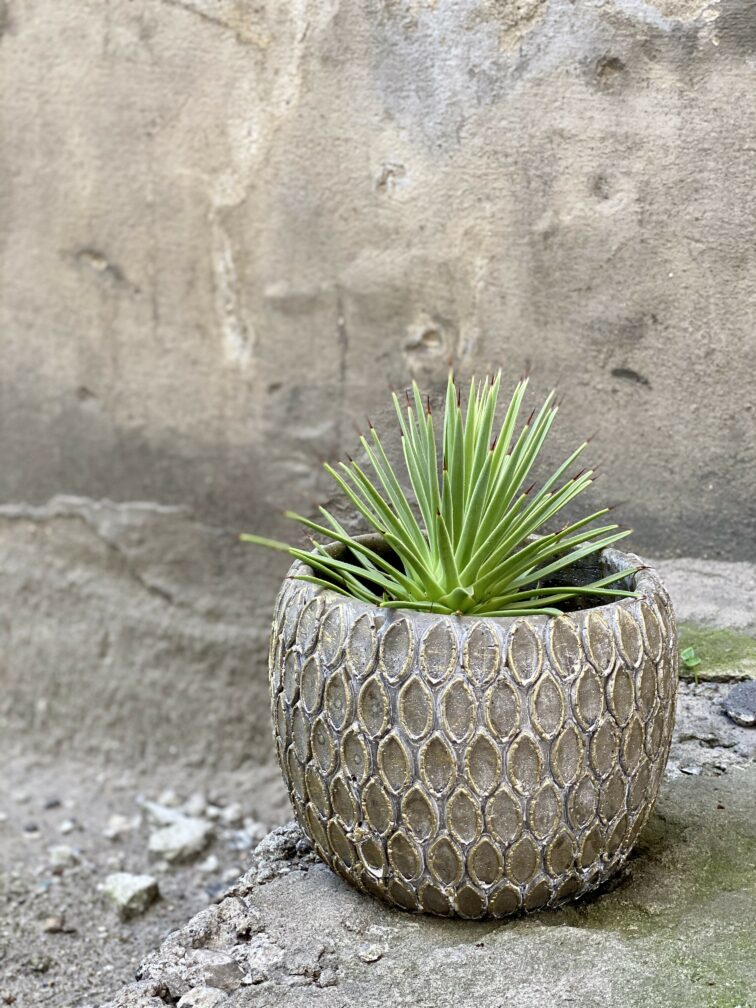 agave-stricta-nana_10x15-0.jpg Zdjęcie Agave stricta Nana w kategorii rośliny, ujęcie 1