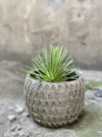 Zdjęcie Agave stricta Nana w kategorii rośliny, ujęcie 2