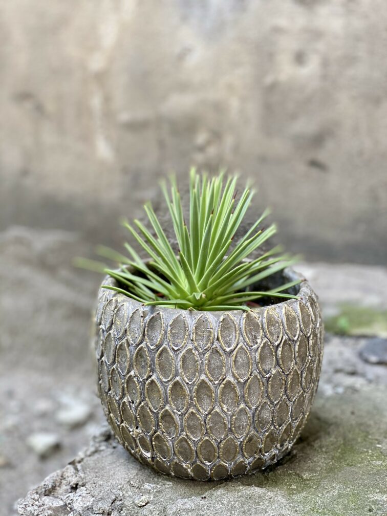 Zdjęcie Agave stricta Nana w kategorii rośliny, ujęcie 2