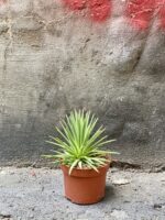 Zdjęcie Agave stricta Nana w kategorii rośliny, ujęcie 3