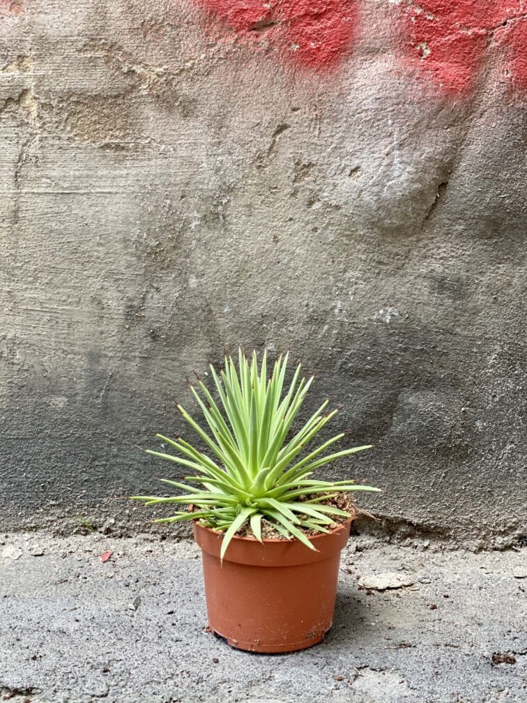 Zdjęcie Agave stricta Nana w kategorii rośliny, ujęcie 3