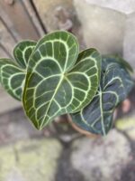Zdjęcie Anthurium clarinervium w kategorii rośliny, ujęcie 2