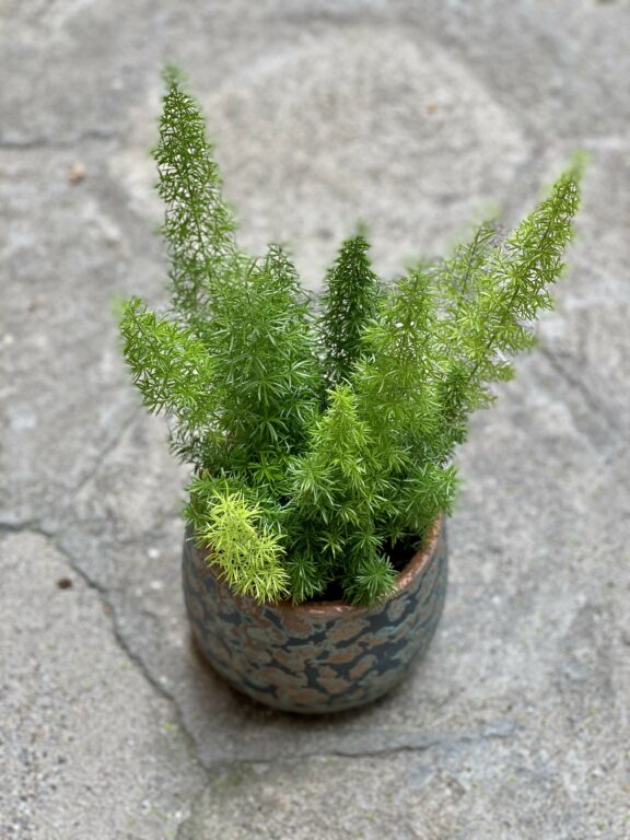 Asparagus densiflorus Meyers (Szparag) Jungle Boogie