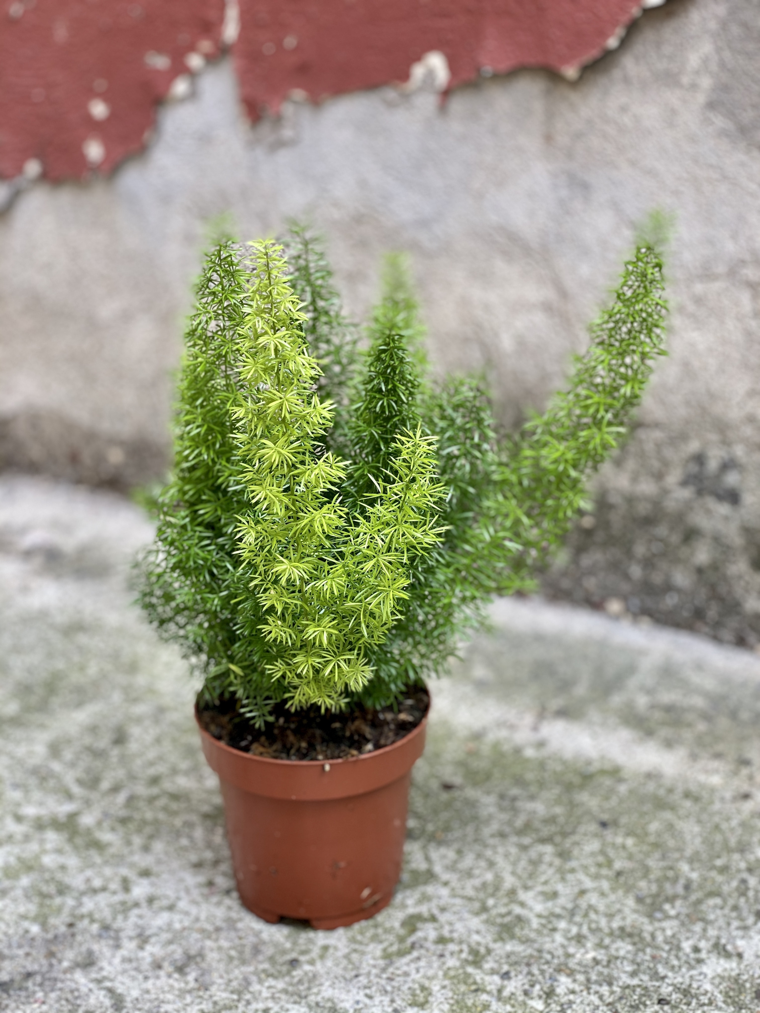 Asparagus densiflorus Meyers Jungle Boogie