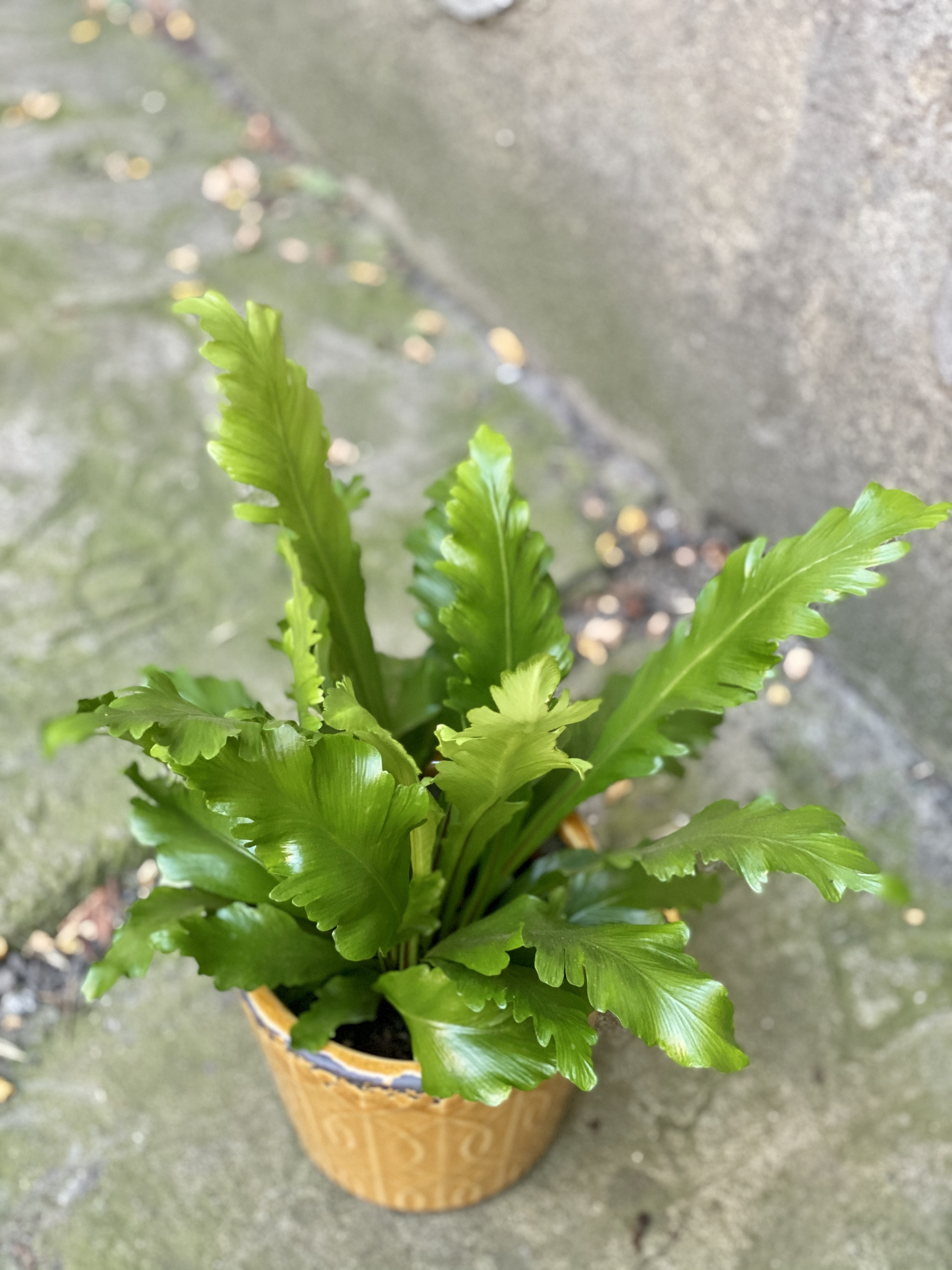 Zdjęcie paprotki Asplenium Nidus Campio w kategorii rośliny, ujęcie 2 
