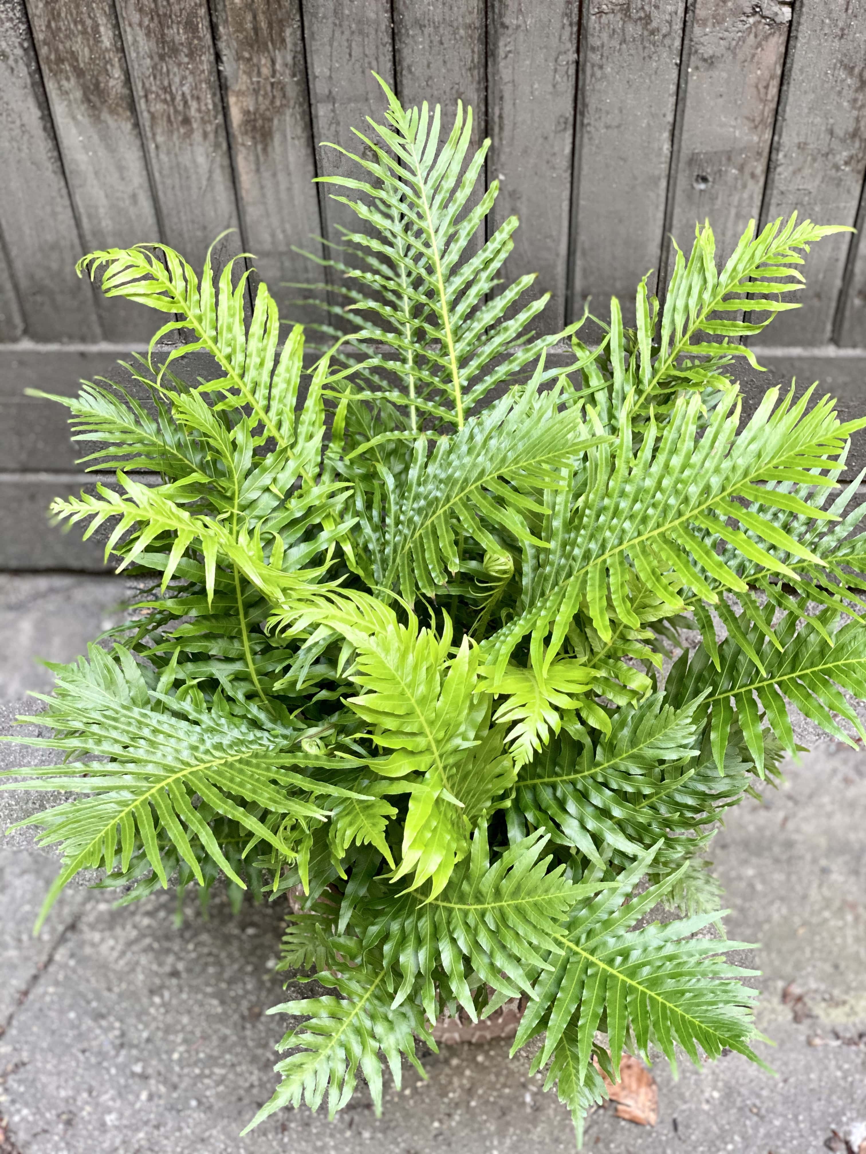 Zdjęcie paproci Blechnum gibbum Silver Lady w kategorii rośliny, ujęcie 2