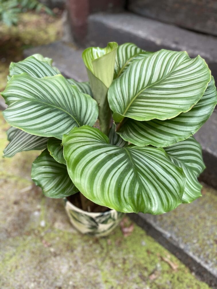 Zdjęcie Calathea Orbifolia w kategorii rośliny, ujęcie 1