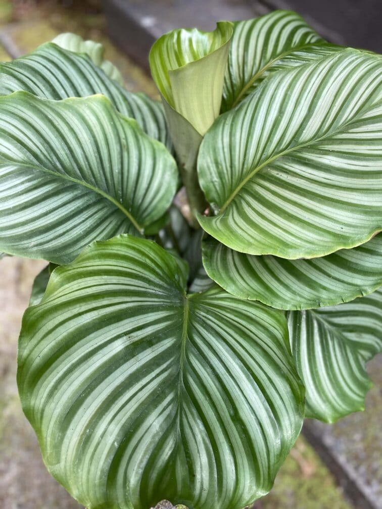 Zdjęcie Calathea Orbifolia w kategorii rośliny, ujęcie 2