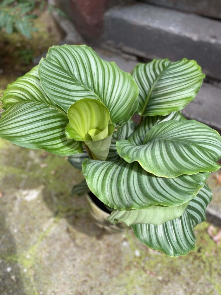 Zdjęcie Calathea Orbifolia w kategorii rośliny, ujęcie 3