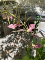 Zdjęcie Cambria Brassia Summer Dream w kategorii rośliny, ujęcie 3