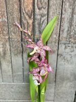 Zdjęcie Cambria Purple Princess w kategorii rośliny, ujęcie 2