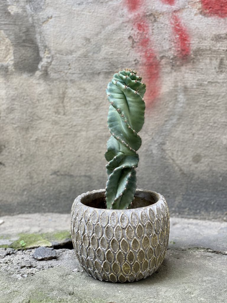 Zdjęcie Cereus Forbesii Spiralis w kategorii rośliny, ujęcie 1